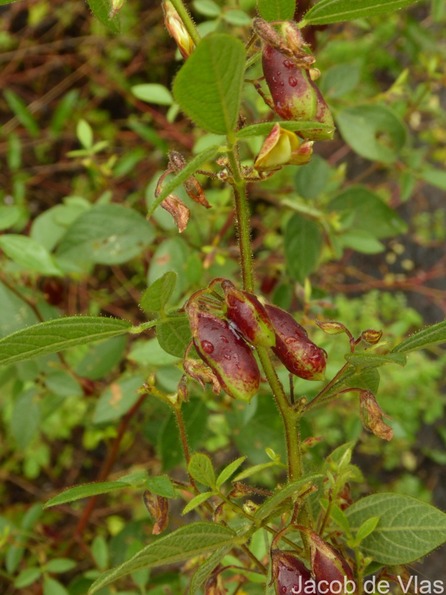 Rhynchosia cana (Willd.) DC.